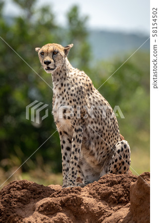 Cheetah sits on termite mound looking ahead Cheetah sits on termite mound looking ahead 58154502