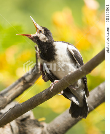 Young myna bird on tree Young myna bird on tree 58155061