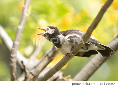 Young myna bird on tree Young myna bird on tree 58155062