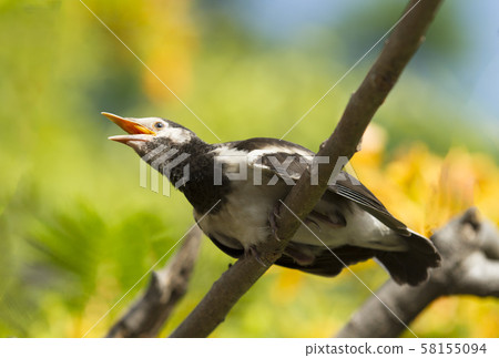Young myna bird on tree Young myna bird on tree 58155094