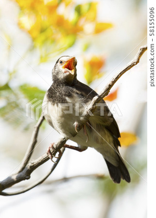 Young myna bird on tree Young myna bird on tree 58155096