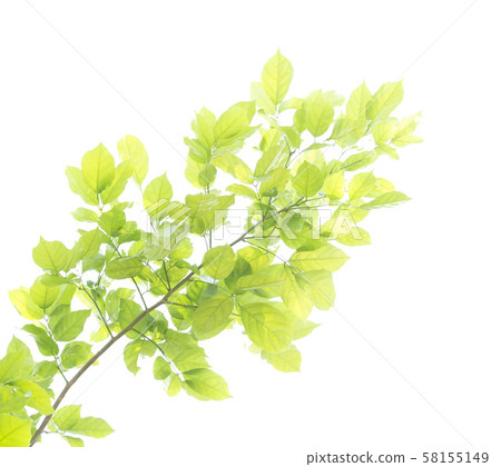 Green leaf isolated on white background 58155149