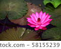 Flowers 58155239