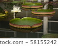 Lotus 58155242