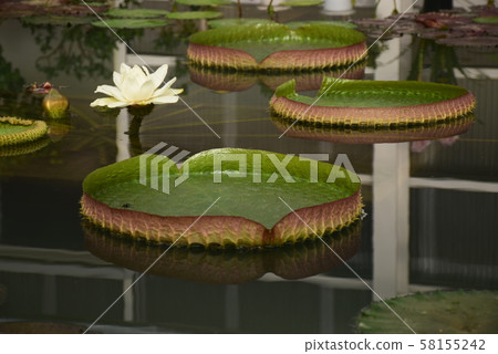 蓮花 58155242