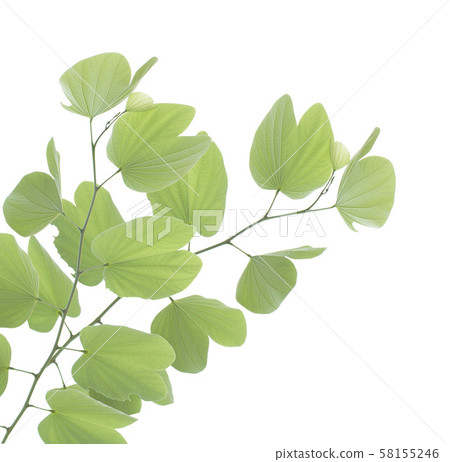 Green bauhinia leaf isolated on white background Green bauhinia leaf isolated on white background 58155246