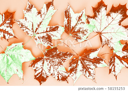 Autumn maple leaves. 58155253
