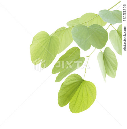 Green bauhinia leaf isolated on white background Green bauhinia leaf isolated on white background 58155296