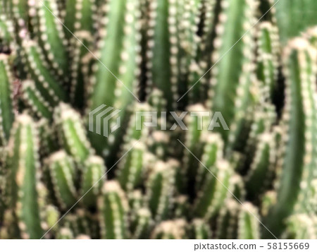 blurred background with cactus plant blurred background with cactus plant 58155669