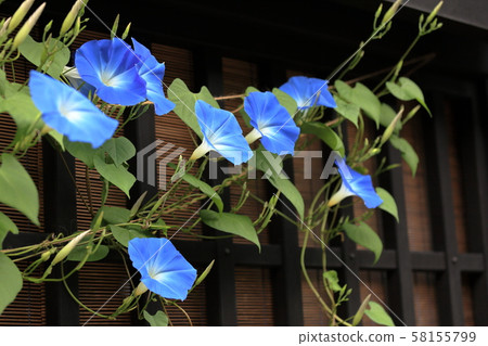 Morning glory that colors the old townscape of Hida Takayama Morning glory that colors the old townscape of Hida Takayama 58155799