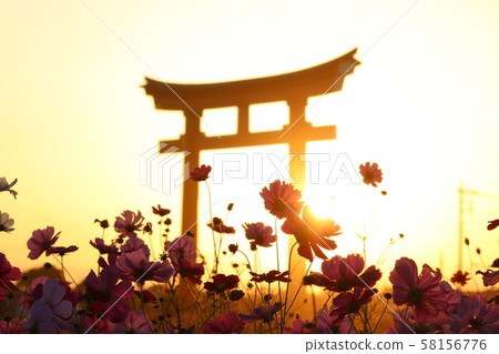 Autumn Flower Cosmos Sunset 58156776