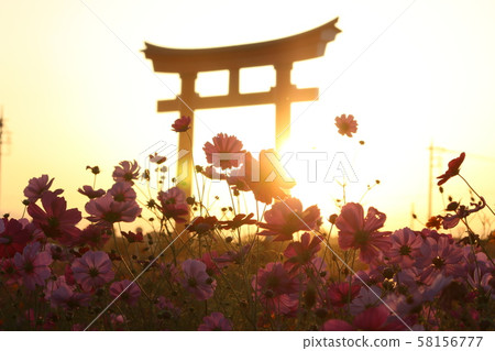 秋花波斯菊日落 58156777