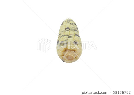 boiled corn ready to eat close up in isolated on 58156792