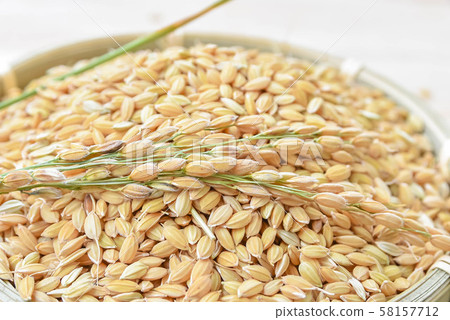 New rice with fir New rice with fir 58157712