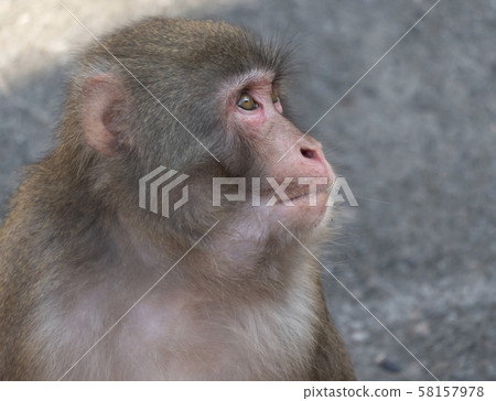 Portrait of a japanese macaque snow monkey 58157978
