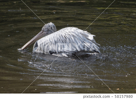 White Pelican (Pelecanus onocrotalus) also known 58157980