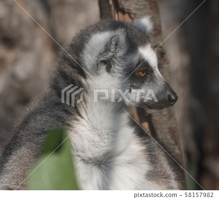 Ring-tailed Lemur Lemur catta sits under a tree 58157982