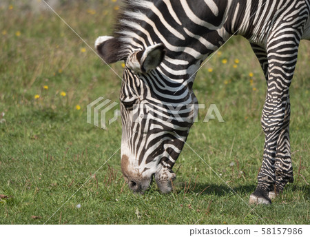 African beautiful zebra eating fresh green grass African beautiful zebra eating fresh green grass 58157986