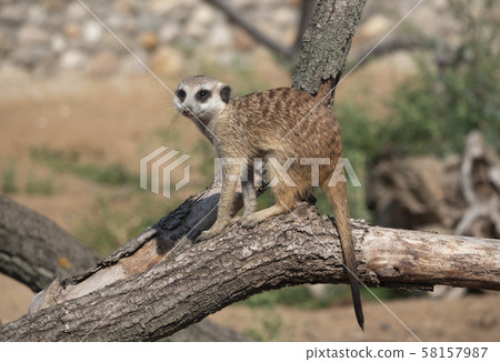 Meerkat or suricate is a small carnivoran Meerkat or suricate is a small carnivoran 58157987