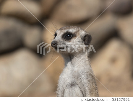 Meerkat or suricate is a small carnivoran Meerkat or suricate is a small carnivoran 58157991