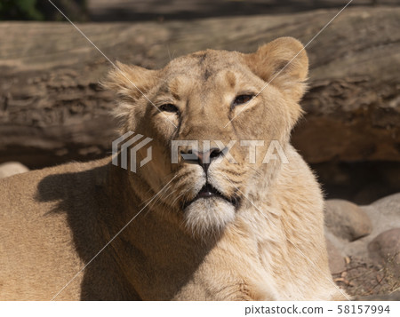 Portrait lioness basking in the warm sun after 58157994