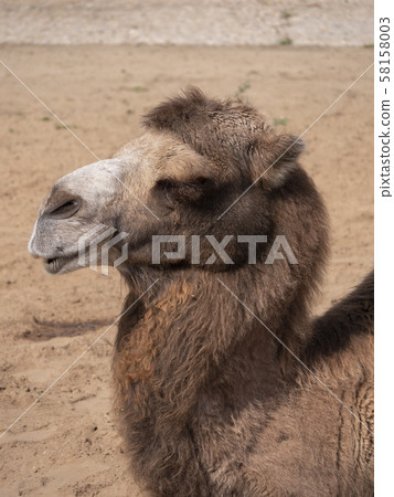 Portrait of a graceful two-humped camel resting in Portrait of a graceful two-humped camel resting in 58158003