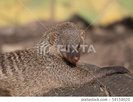 Banded mongoose (mungos mungo) resting in the sun 58158020