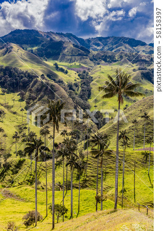 Bosque De Palma De Cera La Samaria San Felix Salamina Caldas Col Bosque De Palma De Cera La Samaria San Felix Salamina Caldas Col 58158397