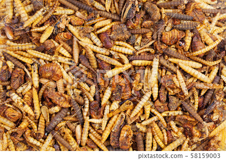 Dried worms, grasshoppers and beetles for feeding Dried worms, grasshoppers and beetles for feeding 58159003