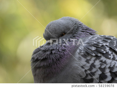 A racing pigeon poses in front of the lens of the 58159078