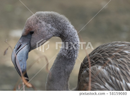 Portrait of a pink flamingo in a profile. Portrait of a pink flamingo in a profile. 58159080
