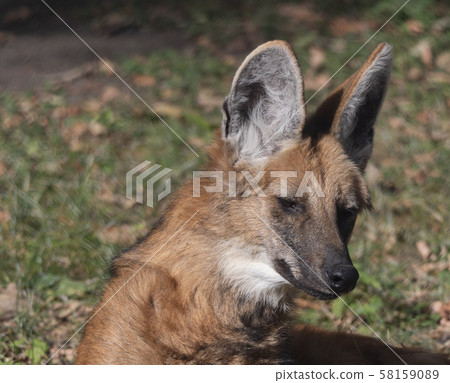 Red maned wolf in the captive animal portrait 58159089