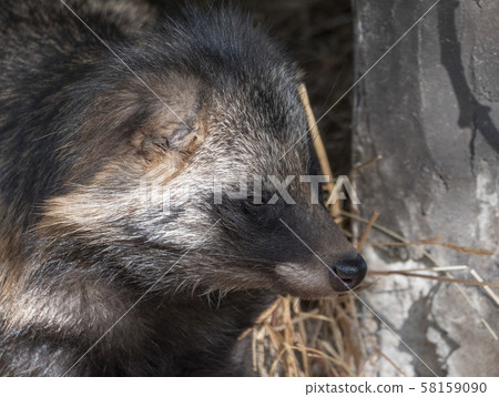 Raccoon dog resting in the shade of a tree 58159090