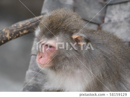 Portrait of a japanese macaque snow monkey Portrait of a japanese macaque snow monkey 58159129