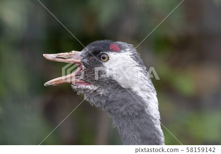 The red-crowned crane Close up portrait Grus 58159142
