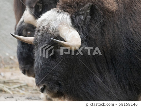 Taro Buffalo eat fresh green tree branches 58159146