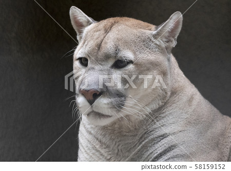 Jaguar before the attack on the victim prepares to 58159152