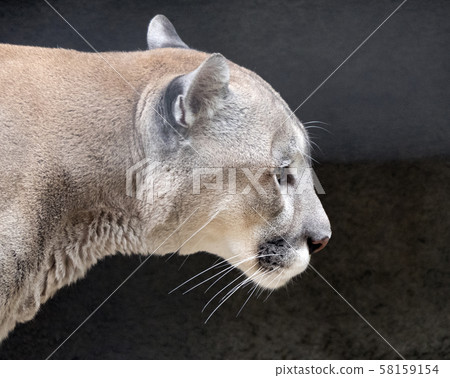 Jaguar before the attack on the victim prepares to 58159154