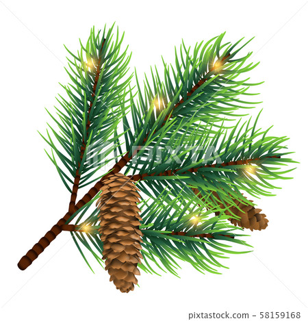 Vector realistic fir tree branch with cone and... - Stock Illustration ...