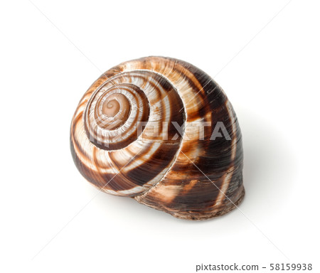 Land snail shell Land snail shell 58159938