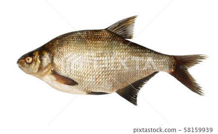 River bream fish 58159939