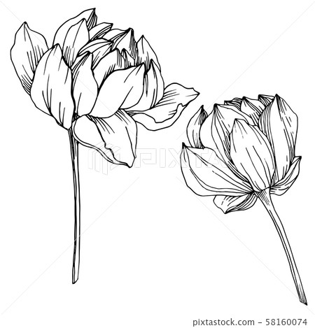 Vector Lotus floral botanical flower. Black and white engraved ink art. Isolated lotus illustration 58160074
