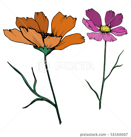 Vector Cosmos floral botanical flowers. Black and white engraved ink art. Isolated cosmea Vector Cosmos floral botanical flowers. Black and white engraved ink art. Isolated cosmea 58160087