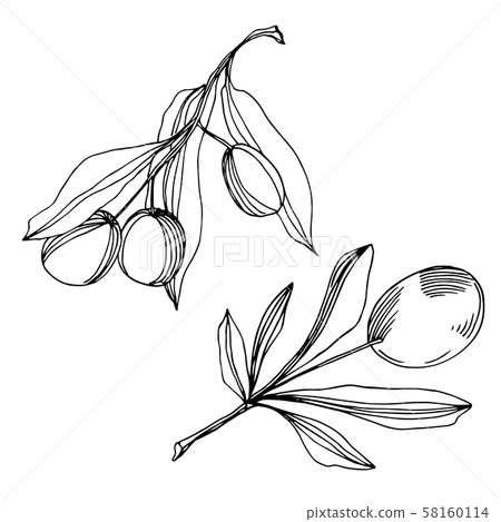 Vector Olive branch with fruit. Black and white... - Stock Illustration ...