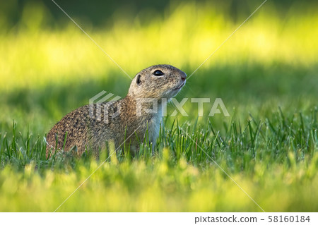 European ground squirrel with head held up watching around early in the morning European ground squirrel with head held up watching around early in the morning 58160184