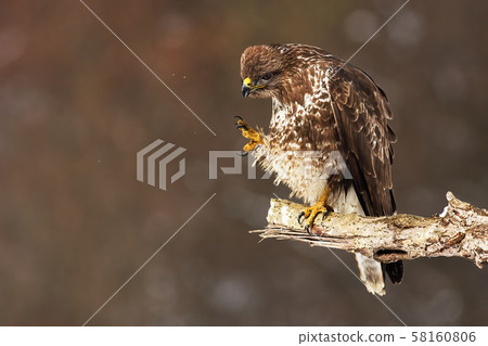 Common buzzard scratching and cleaning feathers while sitting on a bough Common buzzard scratching and cleaning feathers while sitting on a bough 58160806