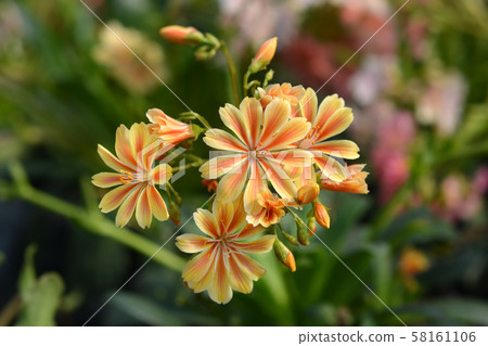 Siskiyou lewisia 58161106