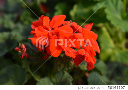 Horse-shoe pelargonium 58161107