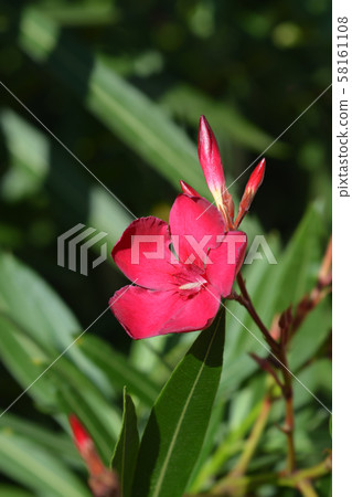 Common oleander Common oleander 58161108