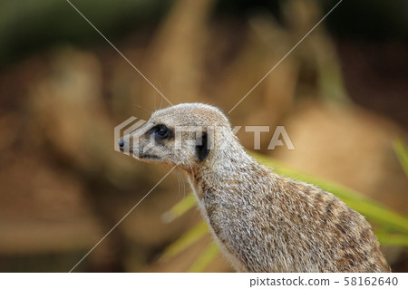 Meerkat in close up Meerkat in close up 58162640
